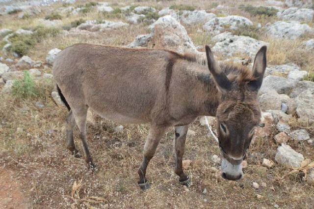 Insel Rhodos - Lindos