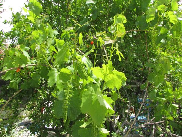 Insel Rhodos - Weinbau